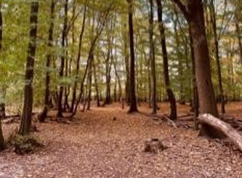 Website_OGS_altmuehlstrasse